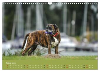 Boxer - charmante Herzensbrecher (Wandkalender 2026 DIN A3 quer), CALVENDO Monatskalender