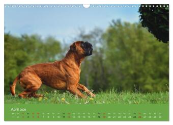Boxer - charmante Herzensbrecher (Wandkalender 2026 DIN A3 quer), CALVENDO Monatskalender