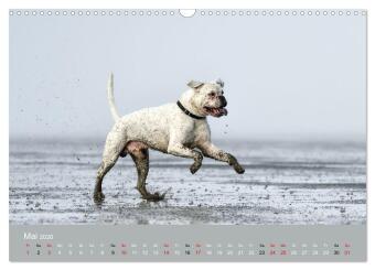 Boxer - charmante Herzensbrecher (Wandkalender 2026 DIN A3 quer), CALVENDO Monatskalender
