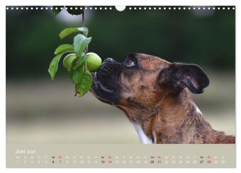 Boxer - charmante Herzensbrecher (Wandkalender 2026 DIN A3 quer), CALVENDO Monatskalender