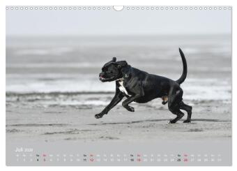 Boxer - charmante Herzensbrecher (Wandkalender 2026 DIN A3 quer), CALVENDO Monatskalender