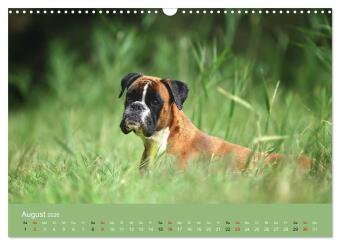 Boxer - charmante Herzensbrecher (Wandkalender 2026 DIN A3 quer), CALVENDO Monatskalender