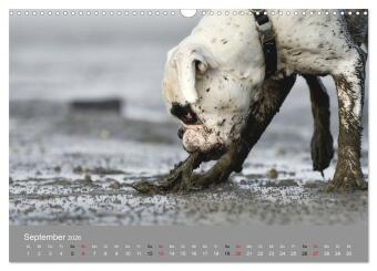 Boxer - charmante Herzensbrecher (Wandkalender 2026 DIN A3 quer), CALVENDO Monatskalender