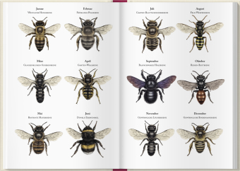 Bienenkalender 2027