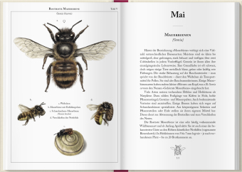 Bienenkalender 2027