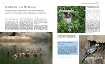 Vögel zu Gast im Garten - Heimische Vögel beobachten, bestimmen, schützen.