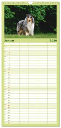 Familienplaner 2026 - Collies - charmante Herzensbrecher mit 5 Spalten (Wandkalender, 21 x 45 cm) CALVENDO