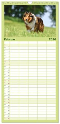 Familienplaner 2026 - Collies - charmante Herzensbrecher mit 5 Spalten (Wandkalender, 21 x 45 cm) CALVENDO
