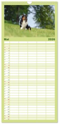 Familienplaner 2026 - Collies - charmante Herzensbrecher mit 5 Spalten (Wandkalender, 21 x 45 cm) CALVENDO