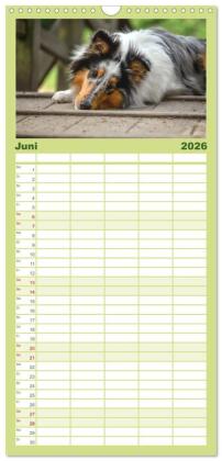 Familienplaner 2026 - Collies - charmante Herzensbrecher mit 5 Spalten (Wandkalender, 21 x 45 cm) CALVENDO