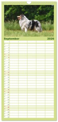Familienplaner 2026 - Collies - charmante Herzensbrecher mit 5 Spalten (Wandkalender, 21 x 45 cm) CALVENDO