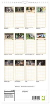 Familienplaner 2026 - Bullterrier - charmante Herzensbrecher mit 5 Spalten (Wandkalender, 21 x 45 cm) CALVENDO