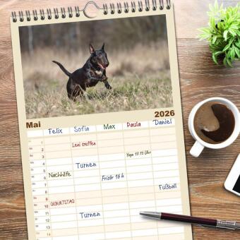 Familienplaner 2026 - Bullterrier - charmante Herzensbrecher mit 5 Spalten (Wandkalender, 21 x 45 cm) CALVENDO