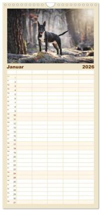 Familienplaner 2026 - Bullterrier - charmante Herzensbrecher mit 5 Spalten (Wandkalender, 21 x 45 cm) CALVENDO