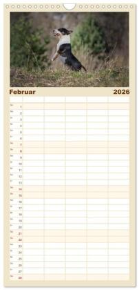 Familienplaner 2026 - Bullterrier - charmante Herzensbrecher mit 5 Spalten (Wandkalender, 21 x 45 cm) CALVENDO