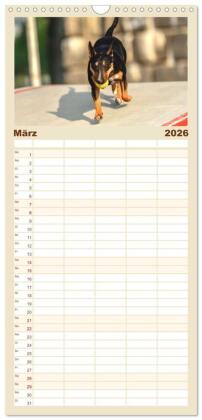 Familienplaner 2026 - Bullterrier - charmante Herzensbrecher mit 5 Spalten (Wandkalender, 21 x 45 cm) CALVENDO