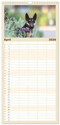 Familienplaner 2026 - Bullterrier - charmante Herzensbrecher mit 5 Spalten (Wandkalender, 21 x 45 cm) CALVENDO