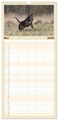 Familienplaner 2026 - Bullterrier - charmante Herzensbrecher mit 5 Spalten (Wandkalender, 21 x 45 cm) CALVENDO