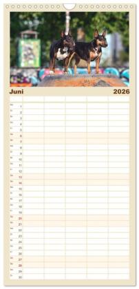 Familienplaner 2026 - Bullterrier - charmante Herzensbrecher mit 5 Spalten (Wandkalender, 21 x 45 cm) CALVENDO