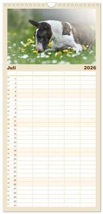Familienplaner 2026 - Bullterrier - charmante Herzensbrecher mit 5 Spalten (Wandkalender, 21 x 45 cm) CALVENDO