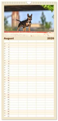 Familienplaner 2026 - Bullterrier - charmante Herzensbrecher mit 5 Spalten (Wandkalender, 21 x 45 cm) CALVENDO