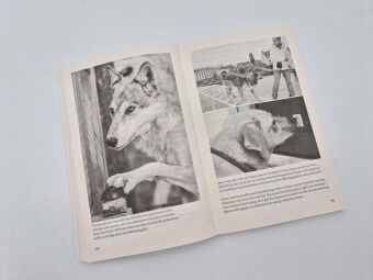 Warum Hunde uns zu besseren Menschen machen