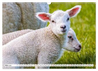 An der Nordsee, Urlaub im Norden Deutschlands (Wandkalender 2026 DIN A3 quer), CALVENDO Monatskalender