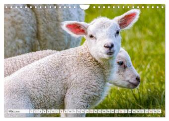 An der Nordsee, Urlaub im Norden Deutschlands (Wandkalender 2026 DIN A4 quer), CALVENDO Monatskalender