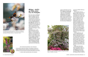Kleine Bäume für den Garten