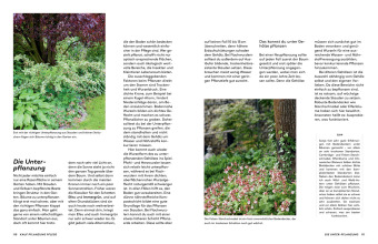Kleine Bäume für den Garten