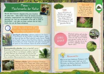 Naturforscher-Kids - Mitmachbuch im Wald 