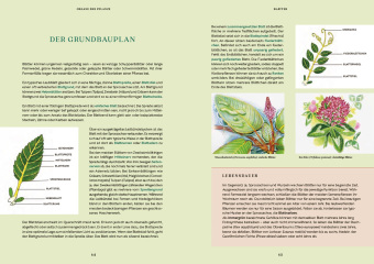 Gartenbotanik