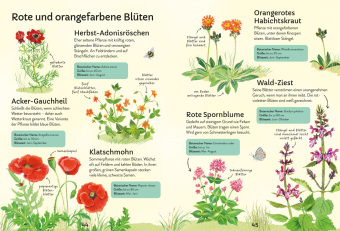 Ich erkunde die Natur: Unsere Wildblumen
