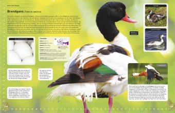 Heimische Vögel lebensgroß