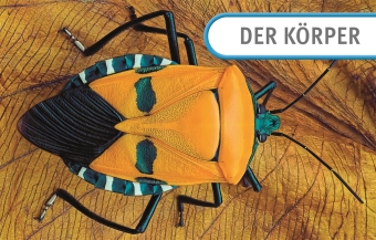 Unsere Welt in 1000 Bildern. Insekten