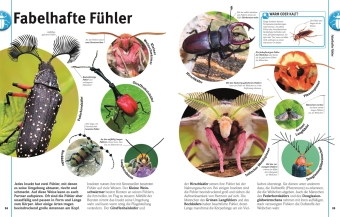 Unsere Welt in 1000 Bildern. Insekten