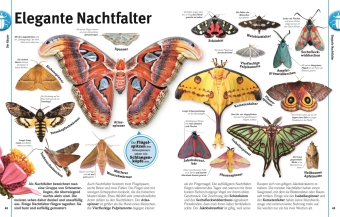 Unsere Welt in 1000 Bildern. Insekten