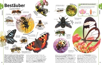 Unsere Welt in 1000 Bildern. Insekten