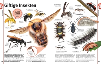 Unsere Welt in 1000 Bildern. Insekten
