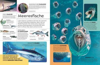 memo Wissen. Tiere