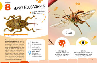 Top Ten die seltsamsten Insekten