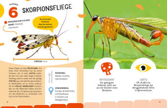 Top Ten die seltsamsten Insekten