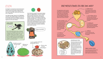 Aus dem Ei geschlüpft