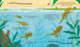 Aus klein wird groß. So wächst ein Frosch