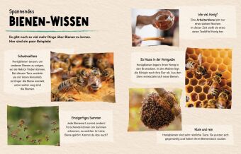 Sind Bienen kleine Superhelden? (Gute Frage!)