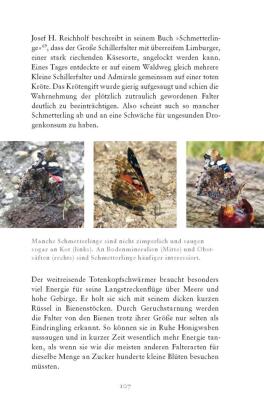 Die fabelhafte Welt der Schmetterlinge