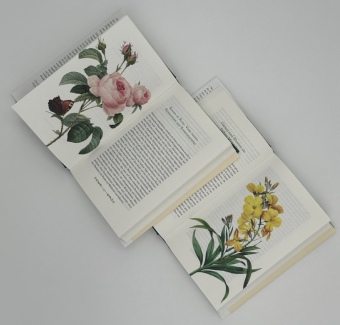 Tulpenwut und Rosenliebe
