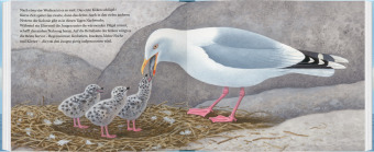 Ein Jahr mit den Möwen 