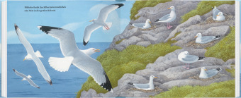 Ein Jahr mit den Möwen 