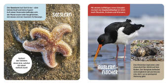 Tiere in der Nordsee 